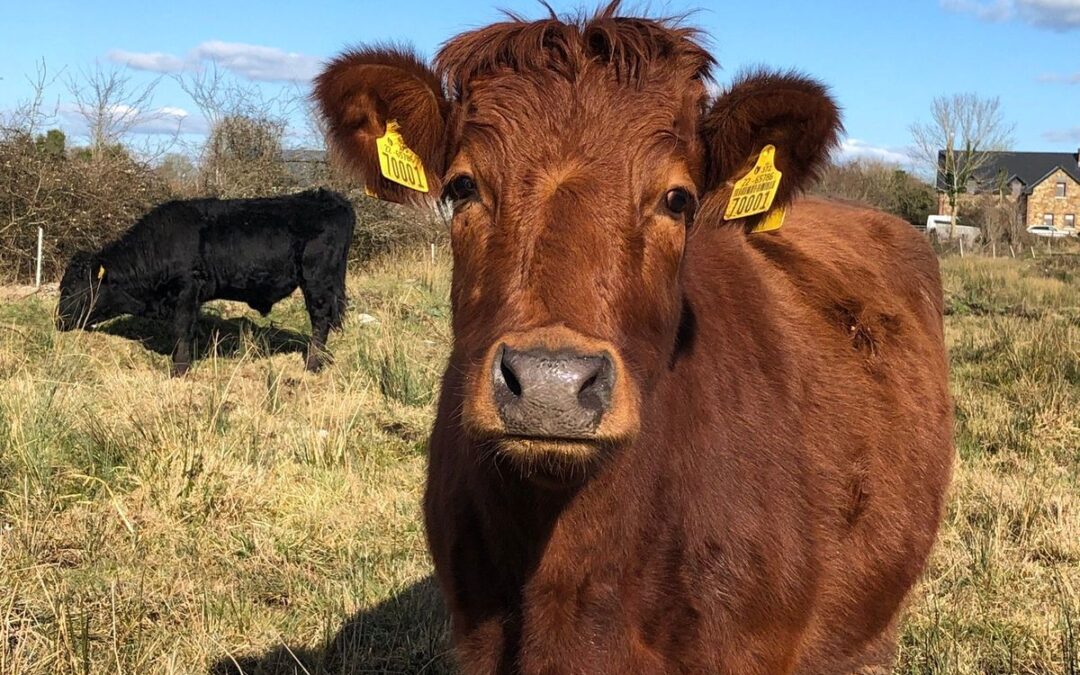 Wanted – In calf Dexter cows or Heifers (Organic)