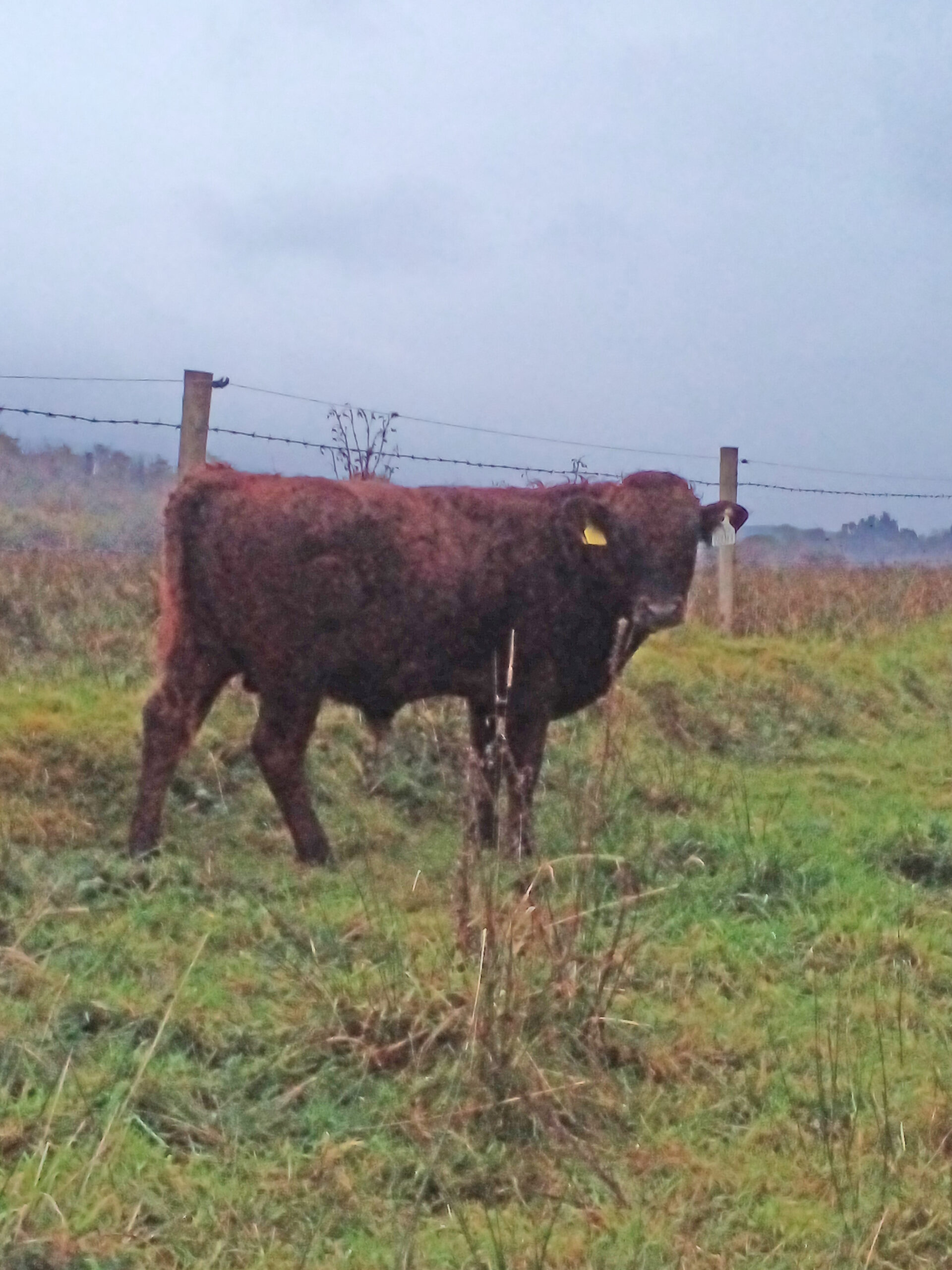For sale – Weanling Bull, Co Sligo | Dexter Cattle Society