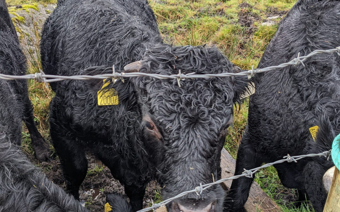 For Sale – Young Heifer & Bull, Co Donegal
