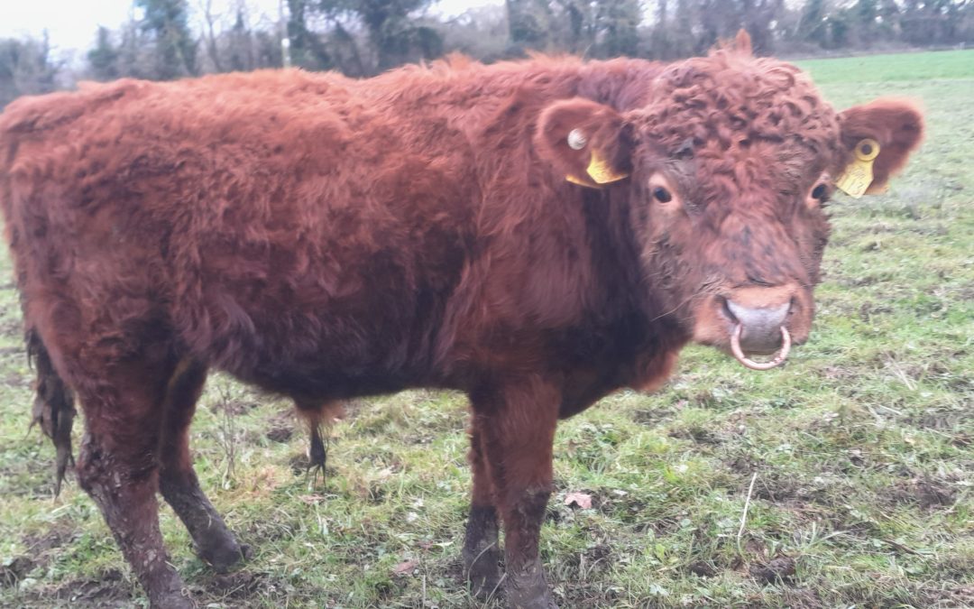 For Sale – Two Young Organic PBR 5 Star Bulls, Co Kilkenny