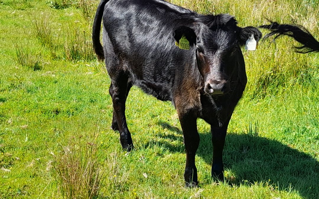 For Sale – 10 month old PBR Dexter bull, Co Mayo