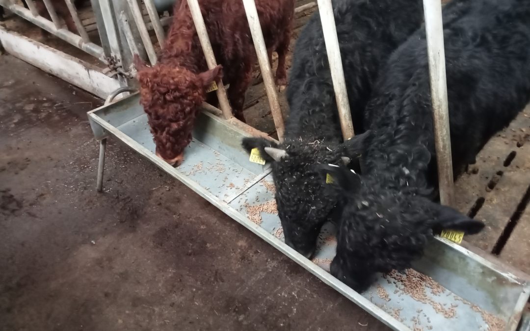 For Sale – 3 young Bulls & 1 Heifer, Co Galway