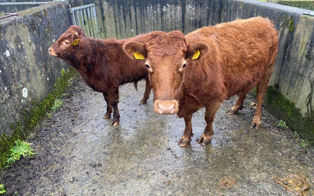 For Sale – 2 X Cow & Calf teams, Co Donegal