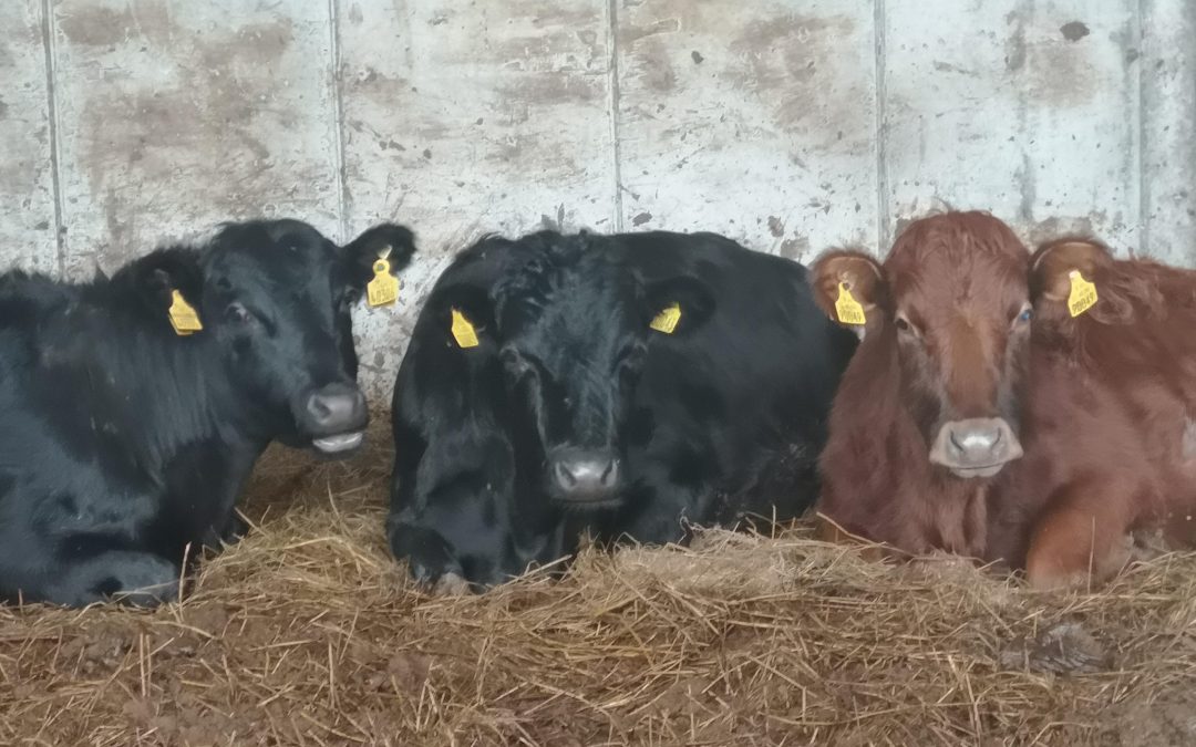 For Sale – Pedigree Dexter Cattle, Co Roscommon