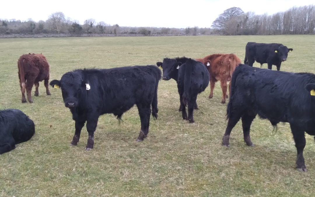 For Sale – 8 X PBR Registered Heifers & Bulls, Co Galway