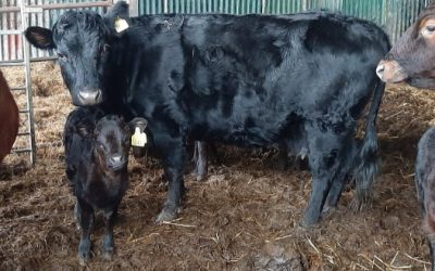 For Sale – 3 X PBR cows with calf at foot + Bulls, Co Wicklow