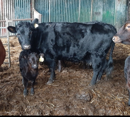 For Sale – 3 X PBR cows with calf at foot + Bulls, Co Wicklow