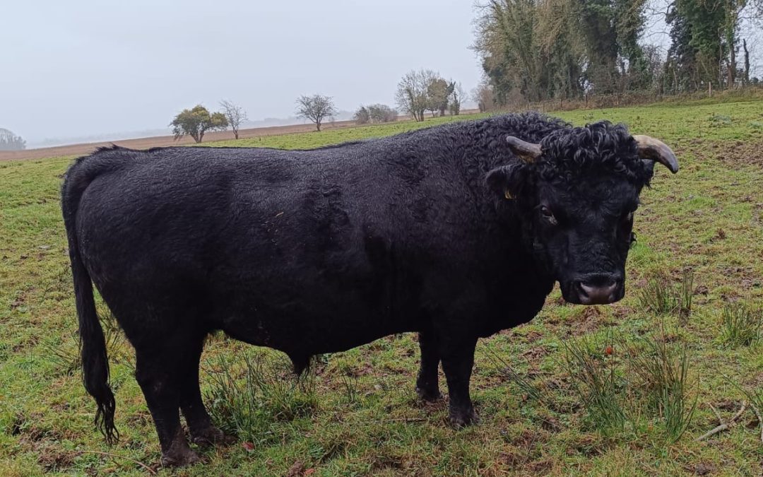 For Sale or Swap – PBR Stock Bull, Co Westmeath