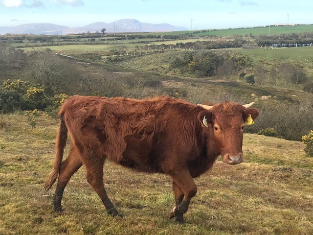 For Sale – 3 X PBR Organic heifers, Co Donegal