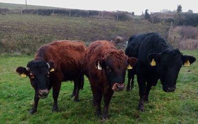 For Sale – PBR Registered Yearling Bull, Co Sligo