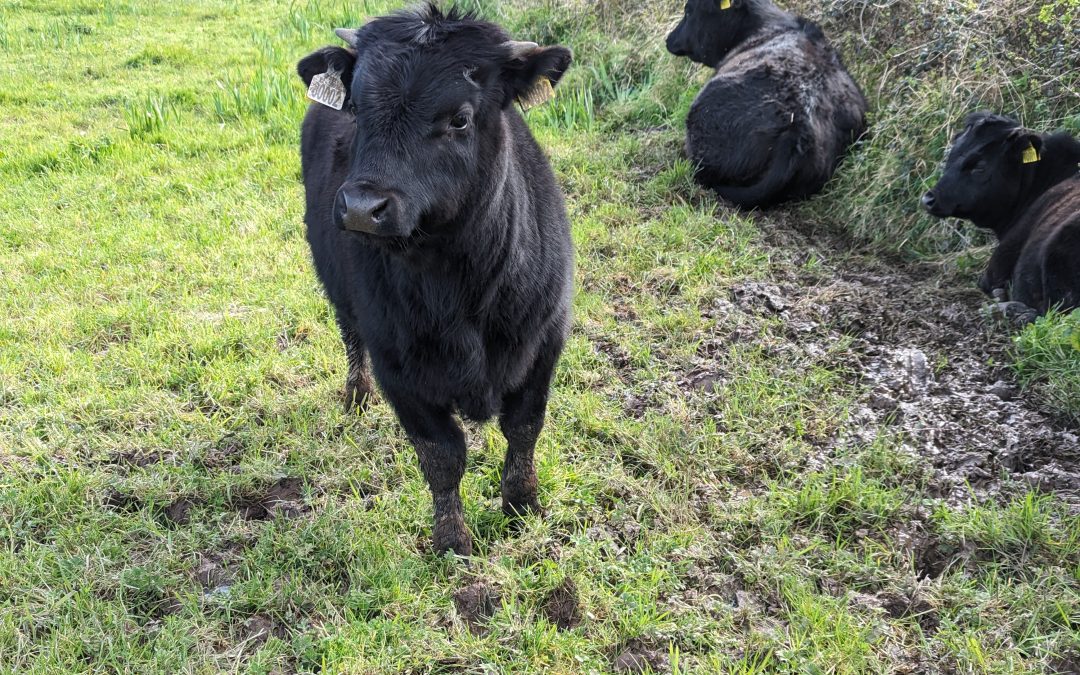 For Sale – Young PBR Bull, Co Kerry