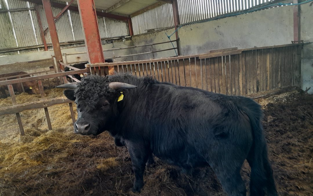 For Sale – 2 X PBR Bulls (Short), Co Donegal