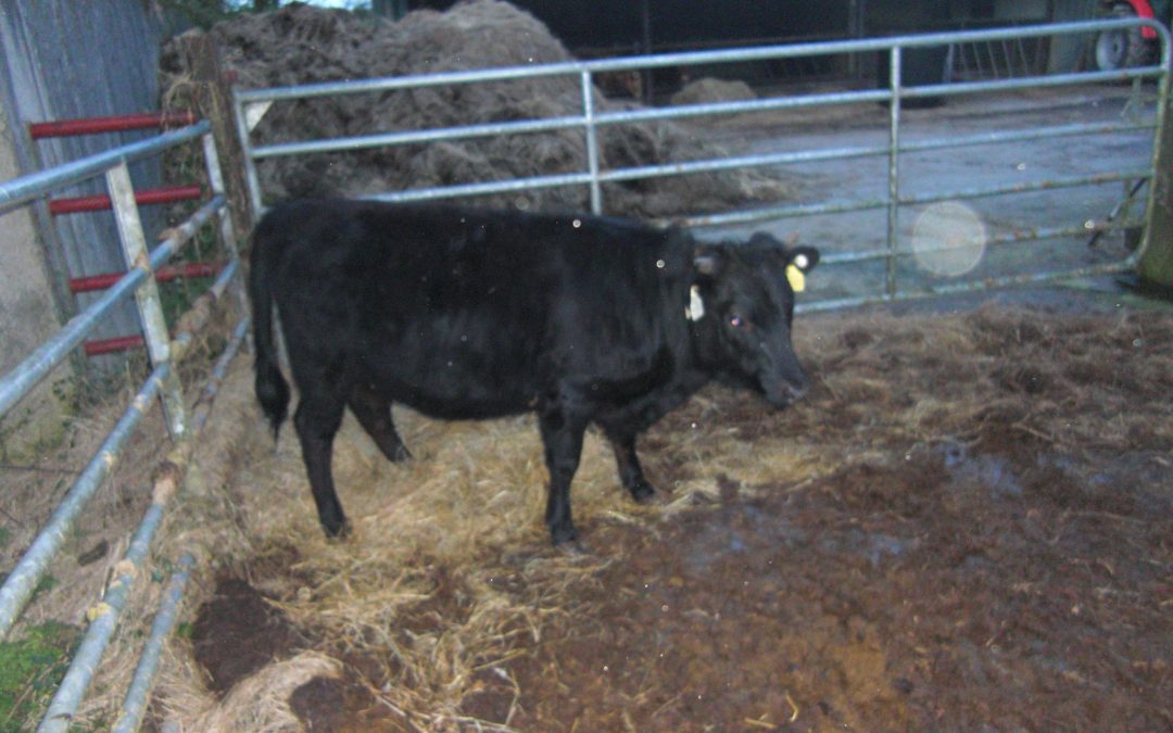 For Sale – PBR Registered Heifer, Co Longford
