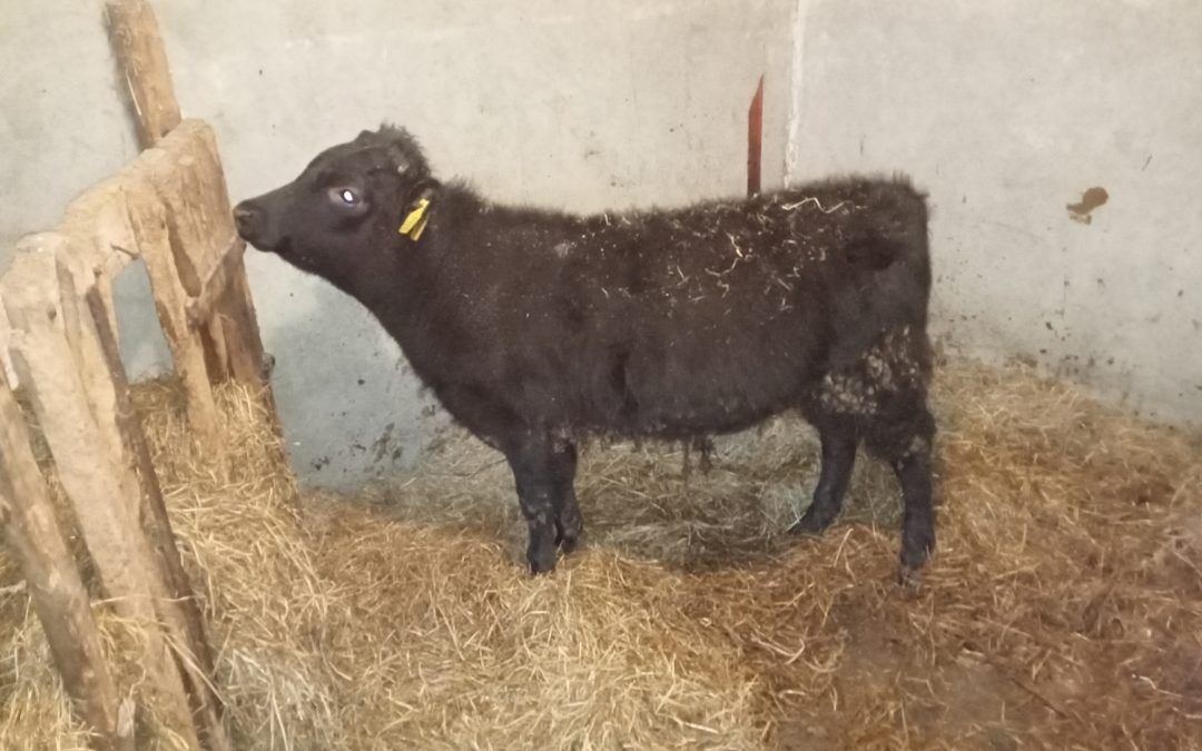 For Sale – PBR Weanling  heifers & bulls, Co Galway
