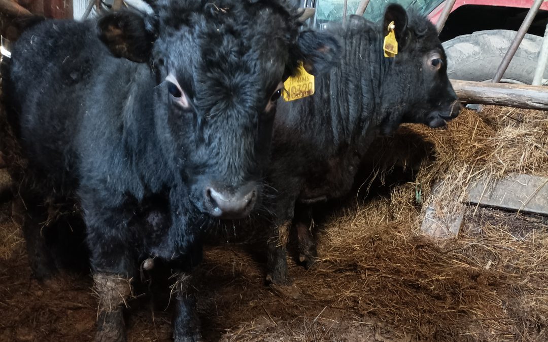 For Sale – PBR Dexter Bull, Heifer & Cow, Co Kerry
