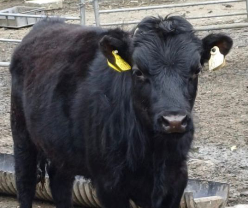 For Sale – 2 X PBR Register Bullocks, Co Donegal