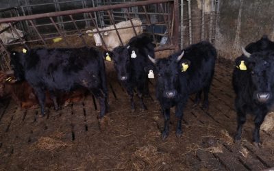 For Sale – 7 X PBR registered organic heifers, Co Roscommon