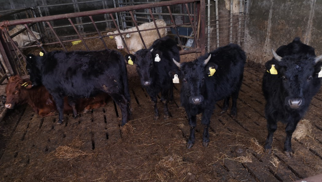 For Sale – 7 X PBR registered organic heifers, Co Roscommon