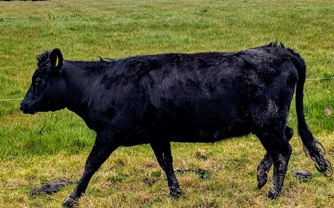 For Sale – Black PBR Heifer, Bull & Cows, Co Wexford