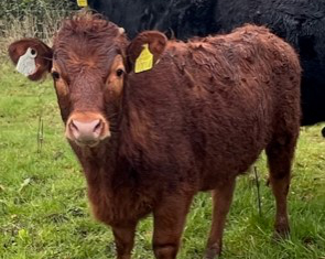 For Sale – Organic Heifers & Bullocks, Co Galway