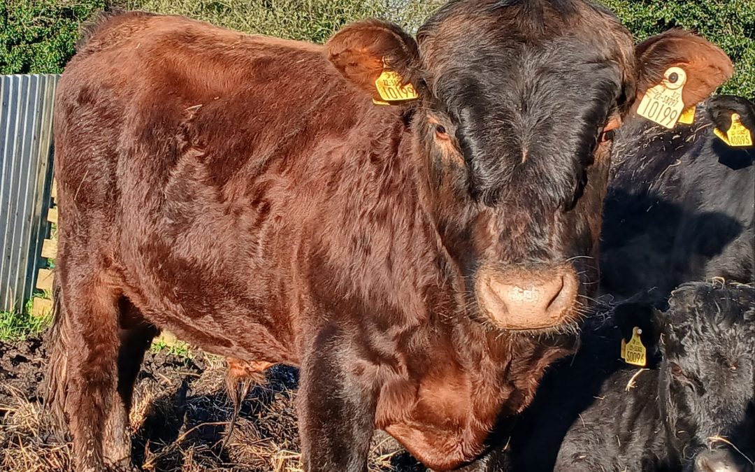 For Sale – PBR Registered Bull, Co Tipperary