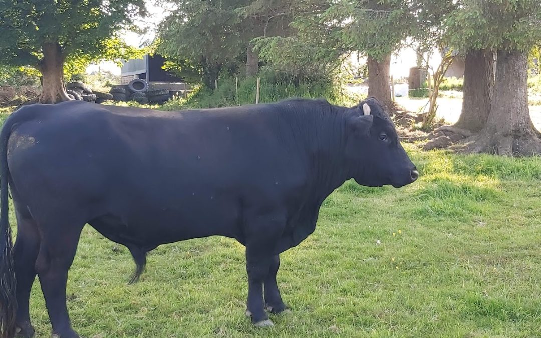 For Sale – Organic Bull & 2 Cows, Co Leitrim