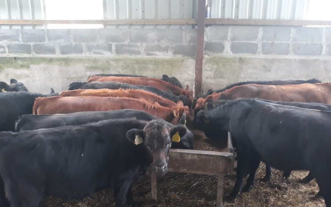 For Sale – Male Weanlings, Co Tipperary