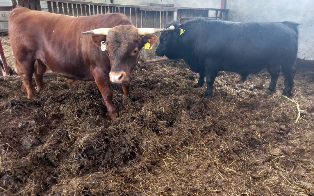 For Sale – PBR Organic Bulls, Co Donegal
