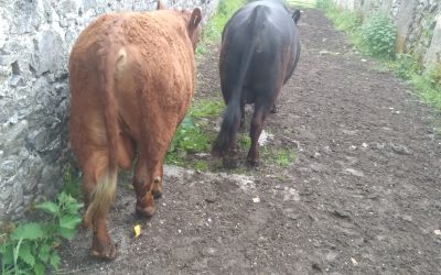 For Sale – 2 young PBR Bulls, Co Galway
