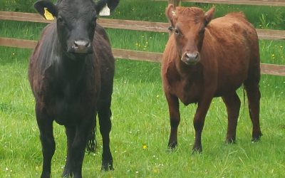 For Sale – 2 X PBR in-calf Heifers, Co Tipperary