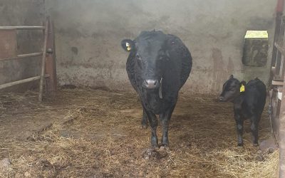 For Sale – PBR Cows & Young bull, Co Cavan
