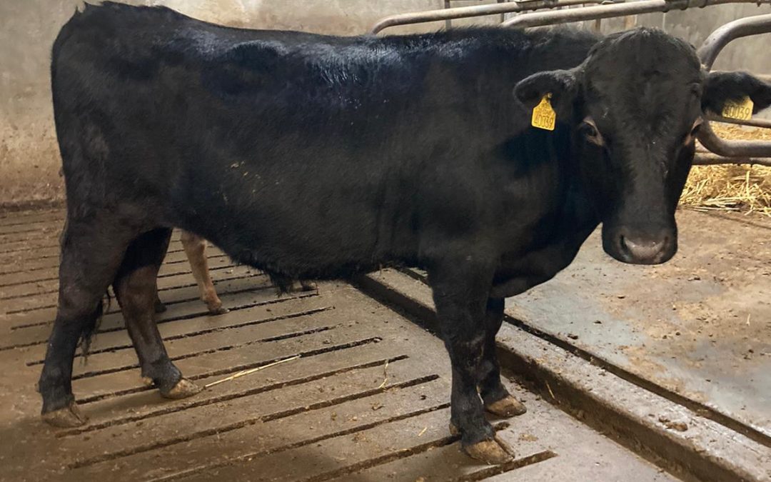 For Sale – Young PBR Bullock, Co Donegal