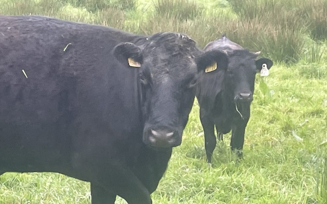 For Sale – Cow with calf at Foot, Co Cavan