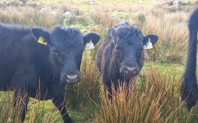 For Sale – Yearling Heifers, Bulls, bullocks & dry cow, Co Galway