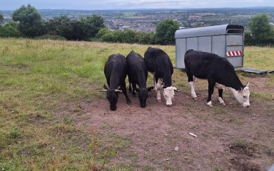 For Sale – 2 X PBR Heifers, Tipperary/Waterford