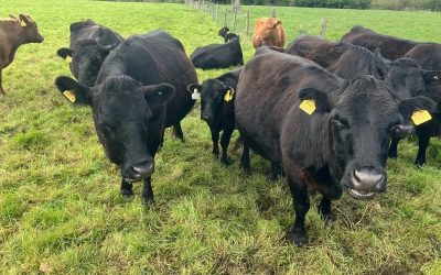 For Sale – PBR Registered Cows, Co Kildare