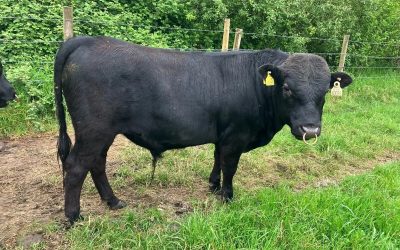 For Sale – PBR Yearling Bulls, Co Kildare