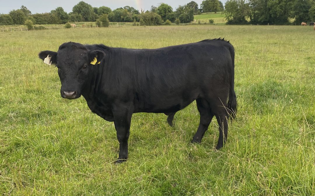 For Sale – PBR Dexter Yearling Bull, Co Galway