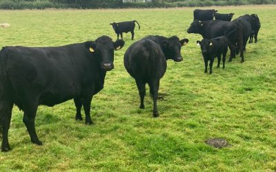 For Sale – PBR Registered Cows with Calves & PBR Bull, Co Meath