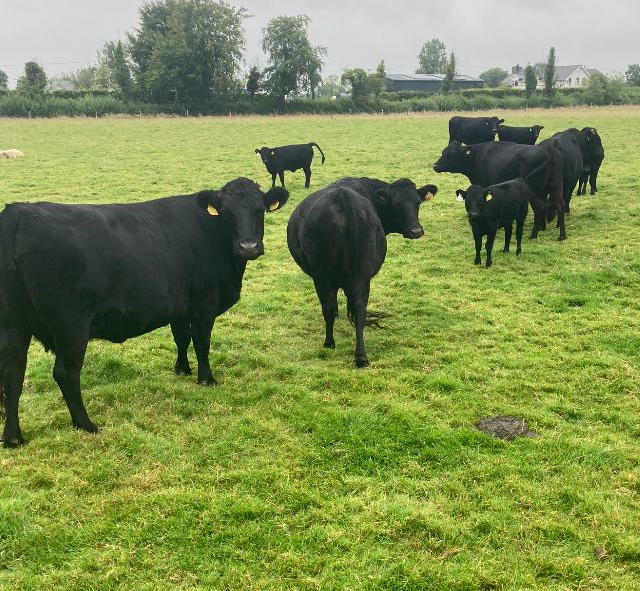 For Sale – PBR Registered Cows with Calves & PBR Bull, Co Meath
