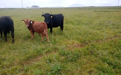 For Sale – PBR Organic Cow with Calf, Co Mayo