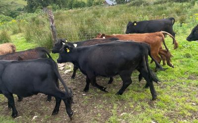 For Sale – Yearling Organic Bullocks & Heifers, Co Tipperary