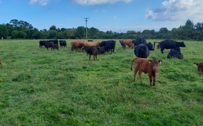 For Sale – 16 PBR Registered Females, Co Tipperary