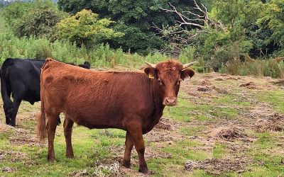 For Sale – PBR Registered Organic Heifer, Co Donegal