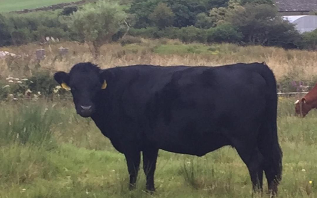 For Sale – PBR Registered Cow & Heifers, Co Galway