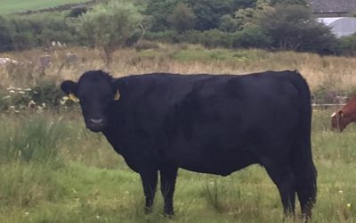 For Sale – PBR Registered Cow & Heifers, Co Galway