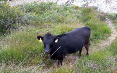 For Sale – Black PBR Registered Dexter Heifer, Co Cork