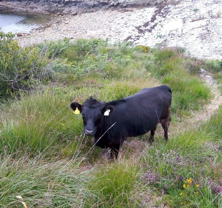 For Sale – Black PBR Registered Dexter Heifer, Co Cork