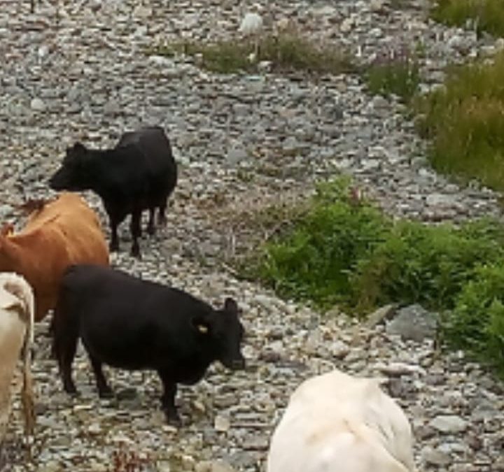 For Sale – Two Black PBR Registered cows, Co Cork