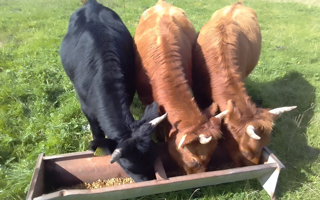 For Sale – PBR Registered Heifers (Organic), Co Mayo